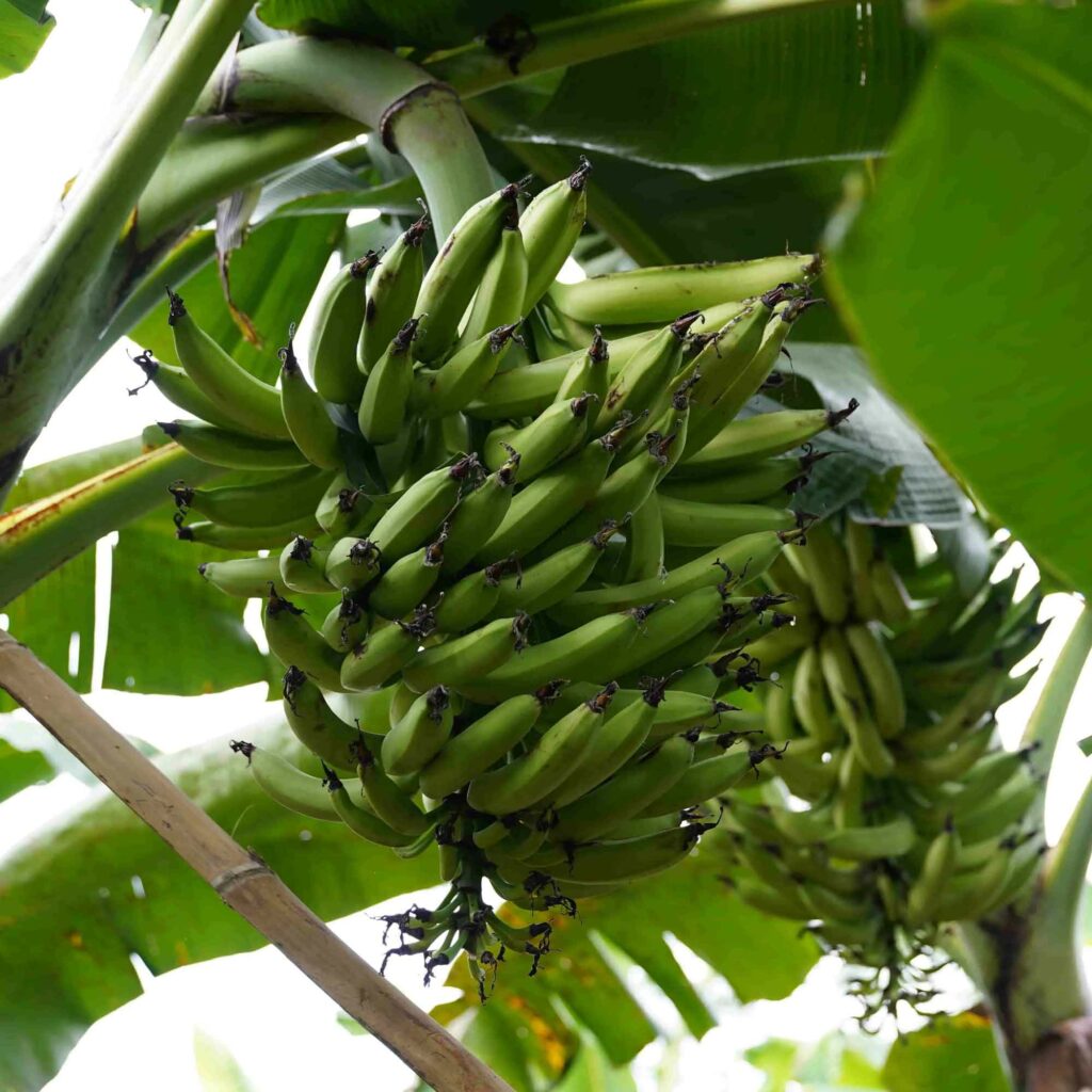 culture de la banane plantain Equator